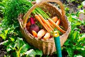 Jardin communautaire